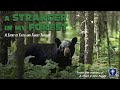 A Stranger In My Forest | Full Movie | Eddie Moran | Trent Dolan | Susan Backlinie 