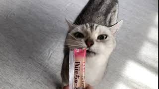 猫のチュールは危険なの 安全性と原料を徹底調査してみた おすすめキャットフードのabc 猫のチュールは危険なの 安全性と原料を徹底調査してみた おすすめキャットフードのabc