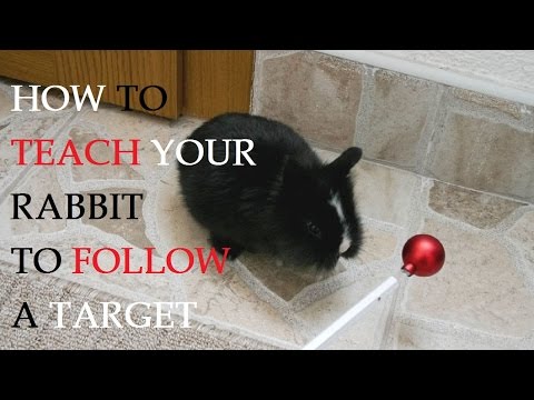 Comment enseigner votre lapin à suivre une cible