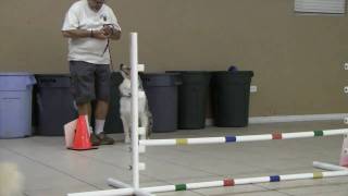 Puppy JoJo learning rally obedience by Ken Araujo 369 views 13 years ago 2 minutes, 16 seconds