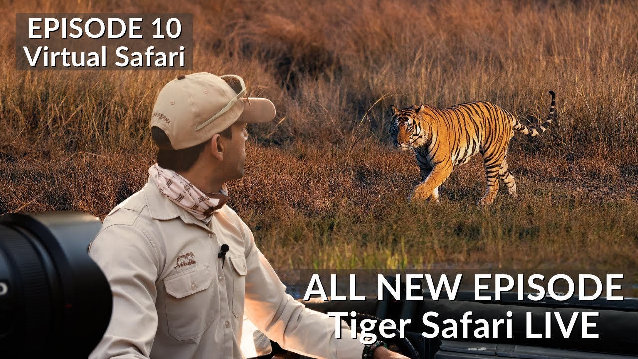 INDIA’S BEST SAFARI EXPERIENCE - EP10 | TIGER SAFARI LIVE | BANDHAVGARH NATIONAL PARK