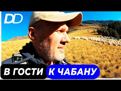 ЖИЗНЬ ЧАБАНА! ВОСХОЖДЕНИЕ НА ГОРНОЕ ПАСТБИЩЕ! КАК РАБОТАЕТ ЧАБАН? САМАЯ ОПАСНАЯ ГОРНАЯ ПРОФЕССИЯ!