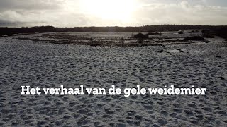 Het Verhaal Van De Gele Weidemier