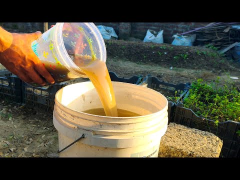 Can You Use Potato Water For Plants