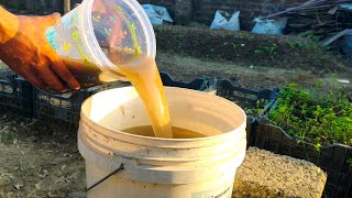 Transform Potatoes Into a Powerful Liquid Fertilizer for Your Garde