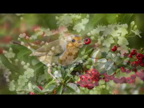 Video: Brandhornsväxter - Växande eldhornsbuskar i landskapet