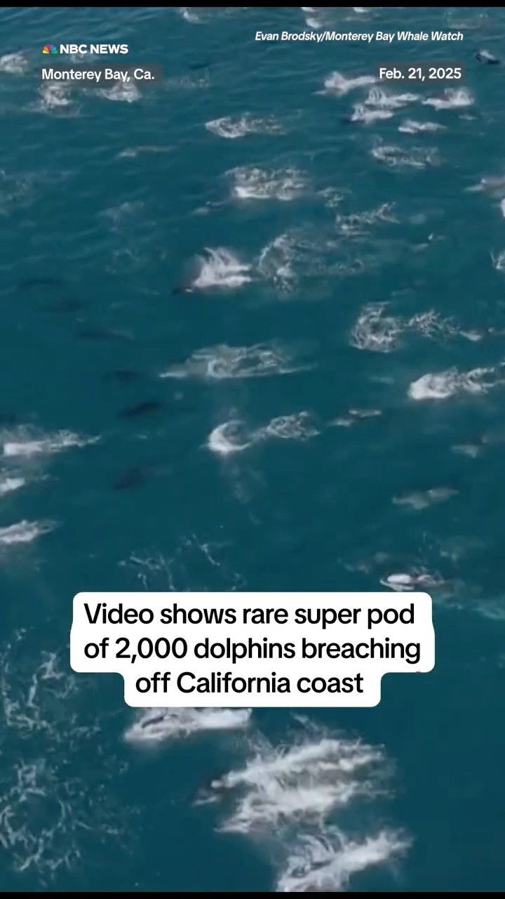 Rare super pod of dolphins spotted breaching off California coast