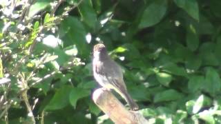 Eastern Phoebe with Narration