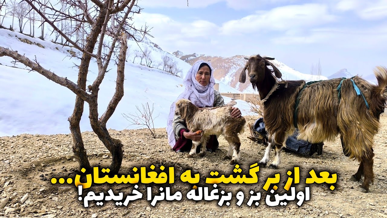 باور ما نمیشد که ما مالداری را شروع کنیم 😍 اولین بز و بزغاله ما بعد از برگشت از ایران