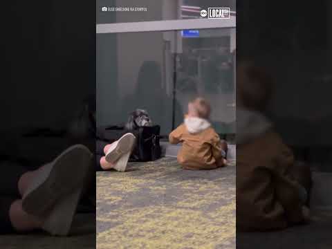 Video: Dog Befriends Rotaļīgs bērnu vāvere un pulksteņi, kā viņš guļ