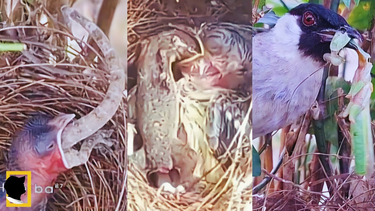 23 TOP MOMEN ANAK BURUNG DI BERI MAKANAN BESAR