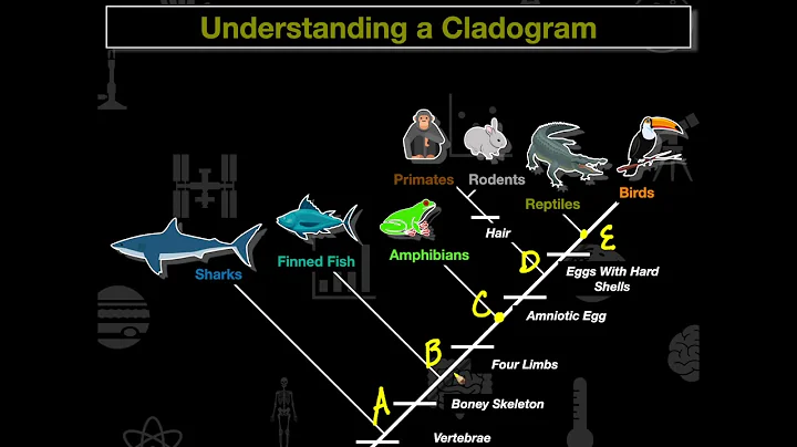 Cladogram Practice