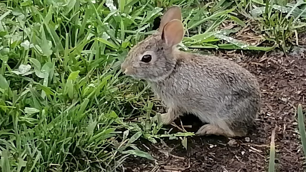 Bunny Rabbit not afraid of me YouTube
