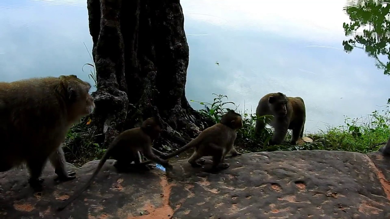 OMG, King Fluffy & King friend Balu weaning attack Big male monkey in the forest, What happen?