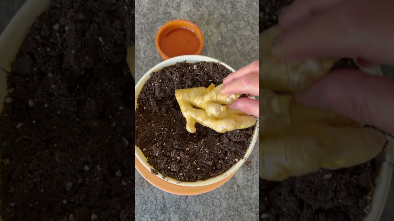 Grow Your Own Ginger At Home 