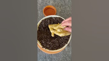 Grow your own Ginger at home 💚