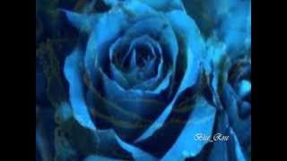 Video thumbnail of "Una Rosa Blu - Michele Zarillo"