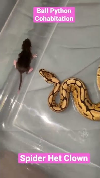 Ball Python Cohabitation. Spider Ball Eating and Thriving - YouTube