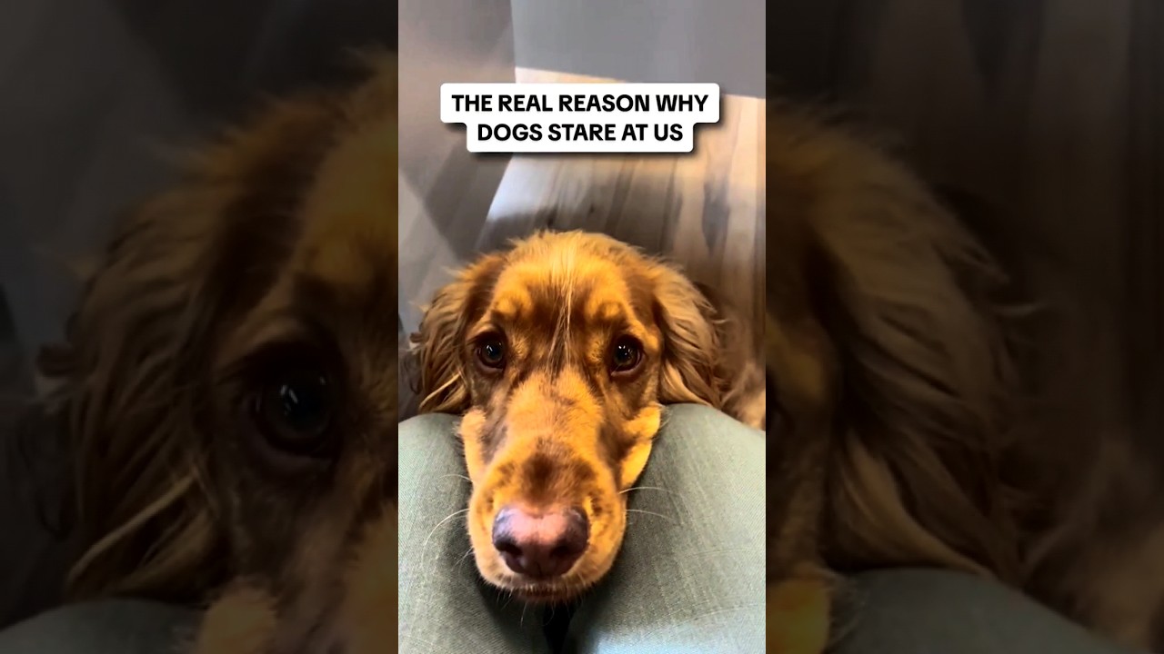The real reason why dogs stare at us 👀🐶 