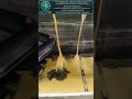 We Turned The Cloner Off 7 Days Ago (And They Refused To Die)