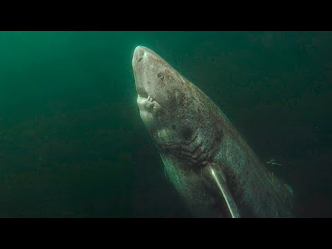 ✔ REQUIN PRÉHISTORIQUE de 512 ans: 🦈 Requin du Groenland (Somniosus microcephalus)