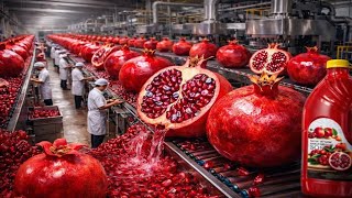 Inside A Modern Pomegranate Factory From Fresh Pomegranates To Premium Bottled Juice