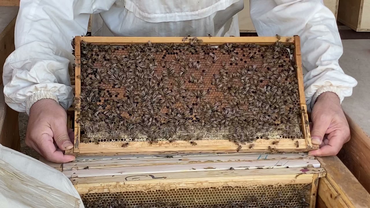 النحلة الاصيلة - نظام ابو سلمان ( الحلقة  ٥٢ ) كشف ما قبل الفرز