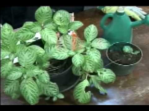 Video: Plantas Gesneriad de interior: cómo cultivar Gesneriads en el hogar