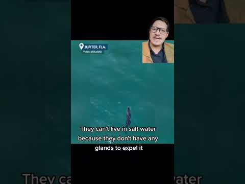 Video: Ar krokodilai gali išlikti vandenyje?