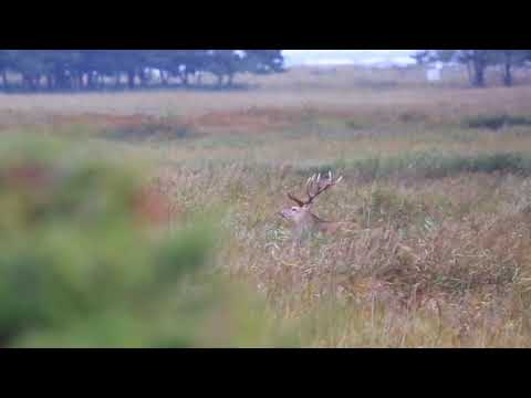 Video: Marca Je Mesto Darßer Ponovno Brezplačno