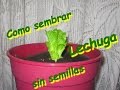 Como sembrar lechuga sin semilla