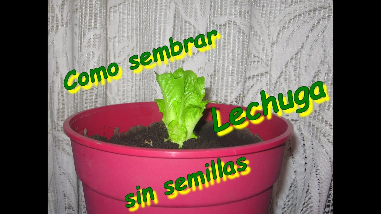 Cómo cultivar lechugas en casa todo el año