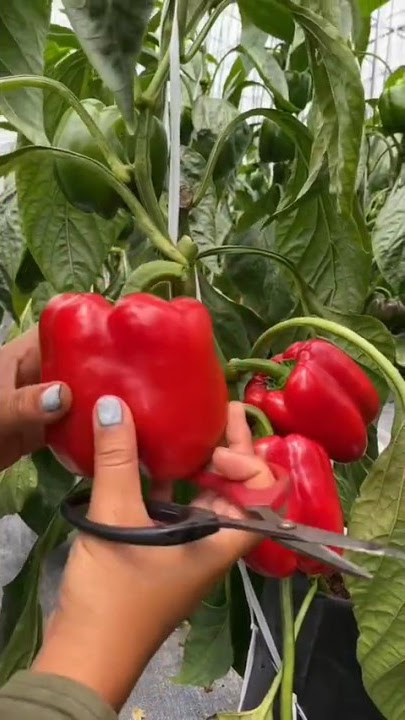 Panen Paprika Merah Organik Tanpa Kimia dan Pestisida