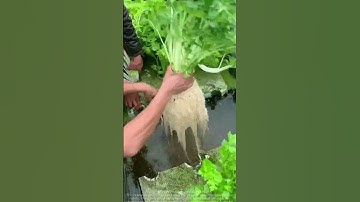 Hydroponic Celery Root System Challenge: Floating Tray "Bursts" from Overpowering Growth!