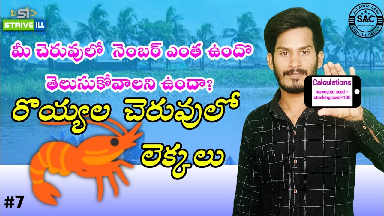 calculation-in-aquaculture-vannamei-calculation-sai