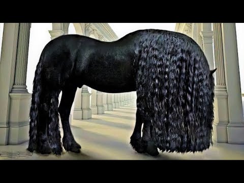 दुनिया के 10 अश्लील घोड़े देखकर शर्म आ जाएगी | 10 most powerful horses in the world