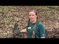 Groundhogs at horseshoe farm nature preserve