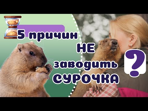 Видео: Могут ли сурки перегрызть проволочную сетку?