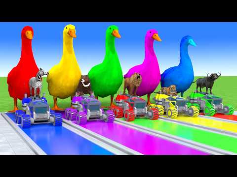 5 GIANT DUCKS and Friends Cross the Famous Fountain in EPIC Animation #815