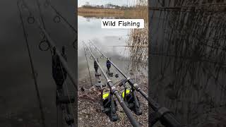 Carp run !!! #carpfishing #carprun #carpangler #wildfishing #baliqovi #america #рек #reels #хобби