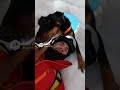 #viralvideo is the dog a hero 🦸