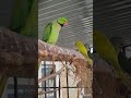 Ringnecks🩵💚