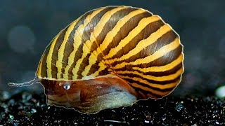 Top 10 Aquarium Cleaners or Bottom Feeders screenshot 3