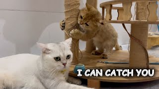 Cute Cat story - Bug, I can catch you