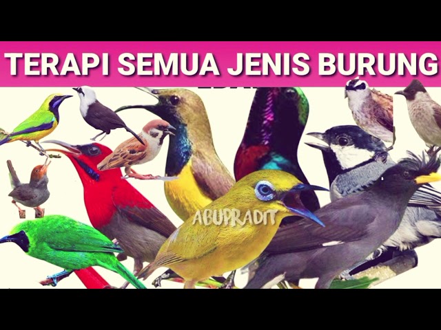 SUARA BURUNG RIBUT UNTUK TERAPI SEMUA JENIS BURUNG AGAR GACOR class=