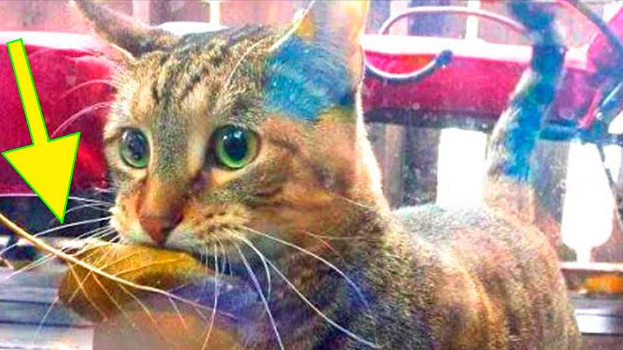  FacebookのSnapchatクローン「Messenger Day」が計画立案にひねりを加えて全世界でスタート