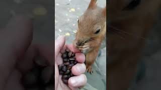 Белка пришла за орешками / The squirrel came for nuts