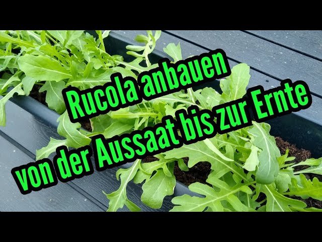 Rucola anbauen von Aussaat bis zur Ernte Rucola auf Balkon Terrasse Garten  anpflanzen pflegen - YouTube