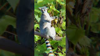 🐒 Cute Lemurs Doing Funny Things! 😍 | The Most Adorable Animals Ever 🌿 #shortsvideo #lemurs