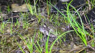 Eastern Gray Tree Frog Mating Call